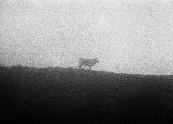 © Maria Oliveira, from the series, Under the Surveillance of Ancient Animals