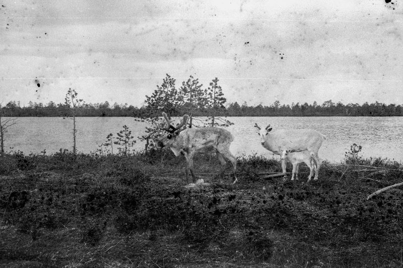 © Igor Tereshkov, from the series Oil and Moss