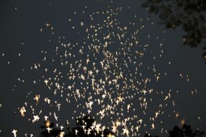 Flashes of Childhood Memories (And Glowing Fireflies)