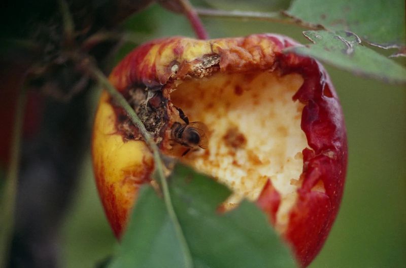 The Fiery Fortitude of Bolivian Women