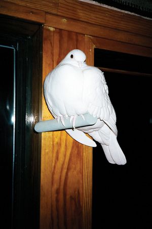 A Diary of an Illuminated Dystopia