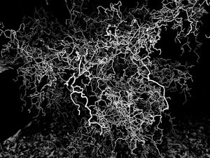 The Artful Split between Repossession and Dream