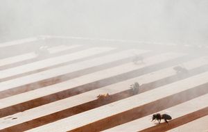 Following the Bees: an Exercise in Learning