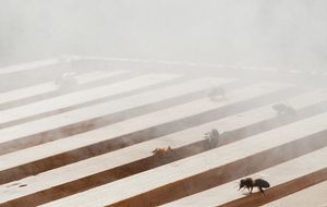 Following the Bees: an Exercise in Learning