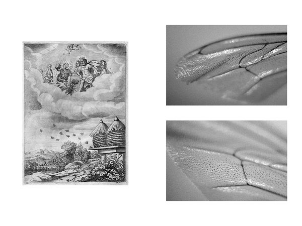 © Fiona Filipidis, from the series To Make a Prairie