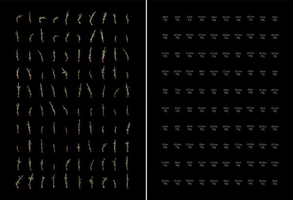 © Jaakko Kahilaniemi, from the series, 100 Hectares of Understanding