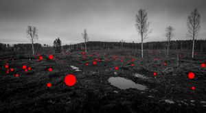 Re-engaging with the Beauty of Nature