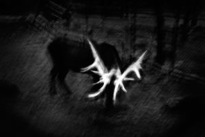 A Photographic Fable of a Personal Metamorphosis