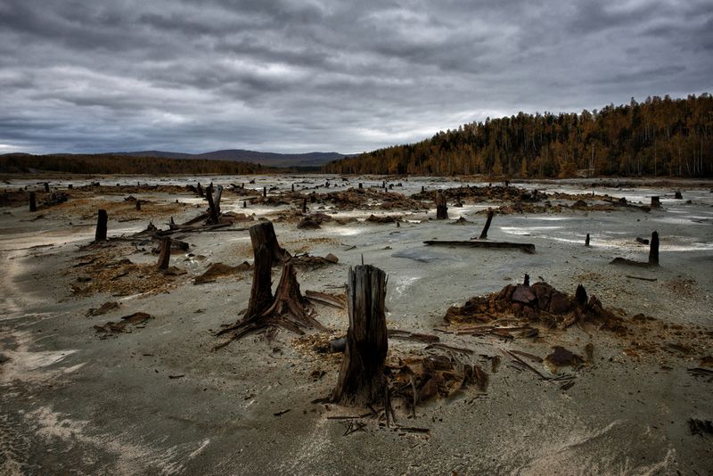 © Pierpaolo Mittica - This part of the forest is completely burned by chemical poisoning substance