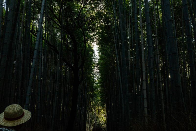 © ROBERTA LODI - "Bamboo forest"                     Tall bamboo trees forming a tunnel of light and shadow, a suspended, liminal space.