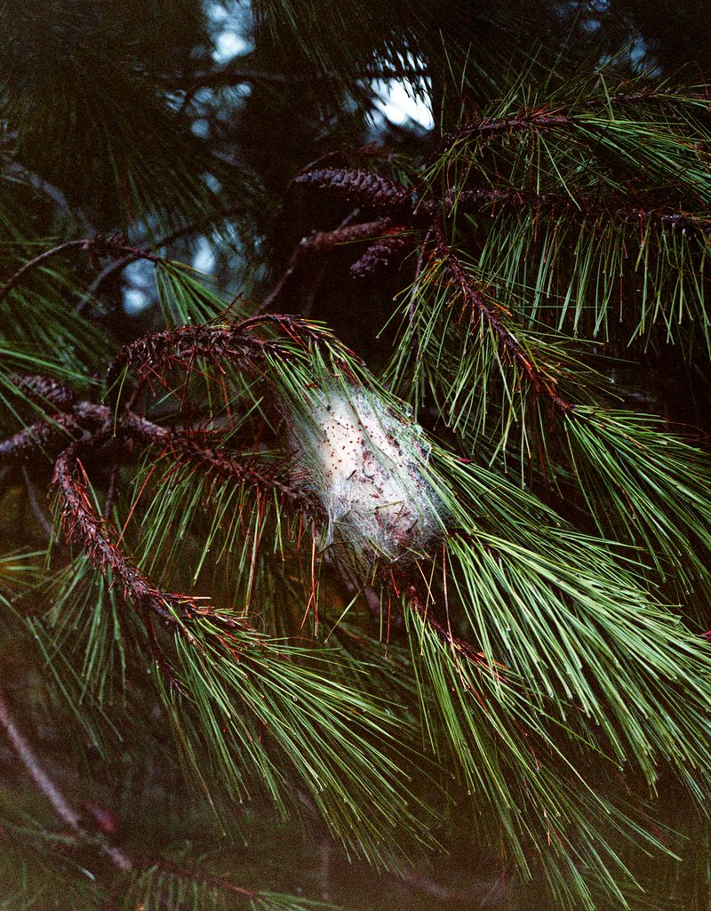 © Romane Bladou - Image from the Pins and Needles photography project