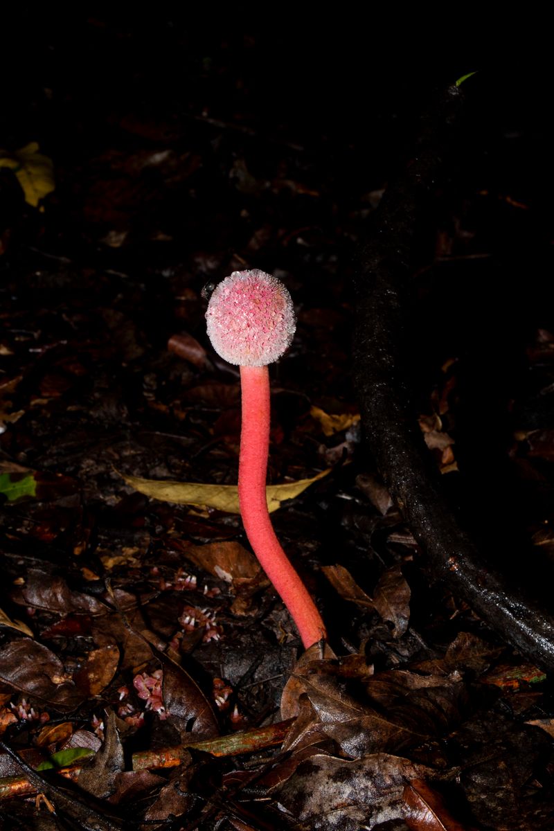 © Juanita Escobar - “To be forgotten, like a simple feather blown away by the wind, a shadow, a removed message …” Sarai
