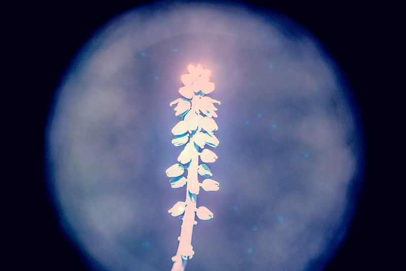 © Marcel Fernandes - Image from the KEPLER-186F photography project