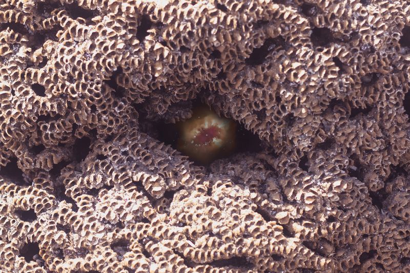 © Marcel Fernandes - Image from the TITAN photography project