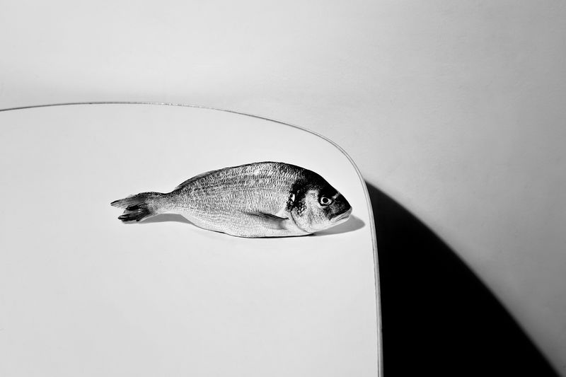 © MARIO ERMOLI - Still_Fish