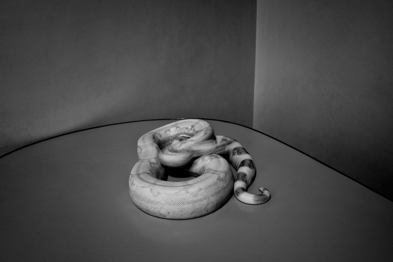 © MARIO ERMOLI - Snake movement