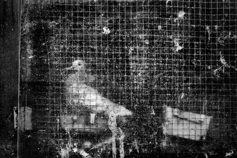 © Bastien Deschamps - A sick bird in Cypress Hill, Brooklyn, March 29th 2019. He is kept isolated while recovering to avoid to spread the disease