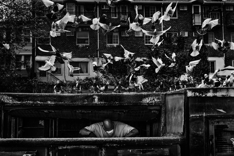 © Bastien Deschamps - Tony the “Terminator” cleans the coop weekly in Cypress Hills, Brooklyn, May 25th 2019
