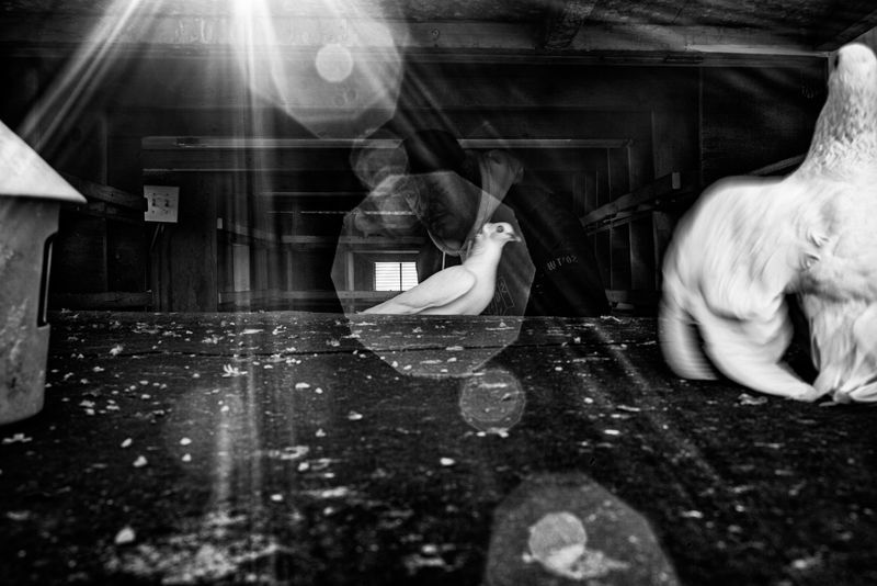 © Bastien Deschamps - Image from the The Pigeons are getting Braver photography project