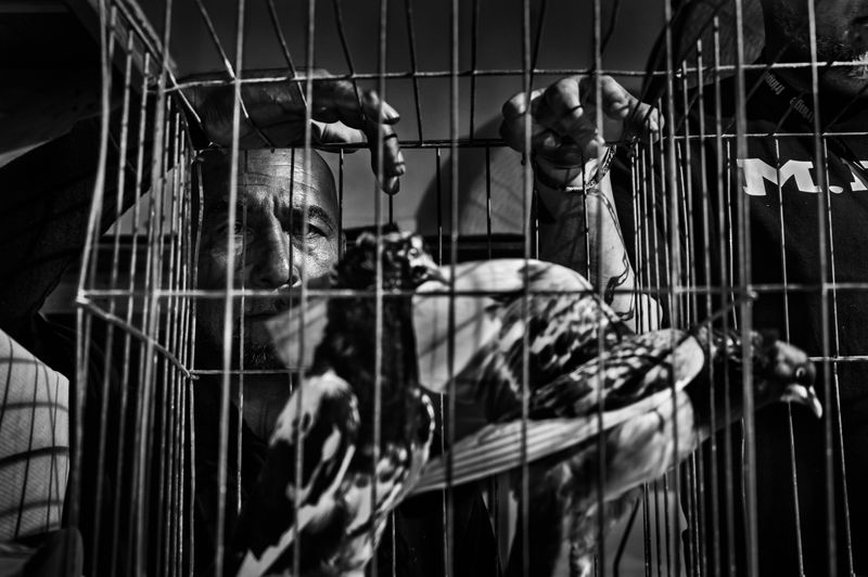 © Bastien Deschamps - Image from the The Pigeons are getting Braver photography project