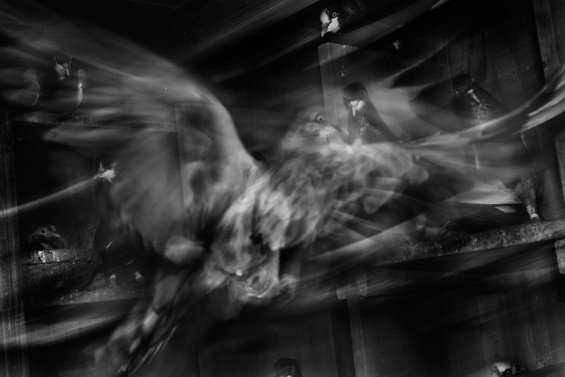 © Bastien Deschamps - Birds inside the coop of Jose Cardona above the pigeon supplies shop he runs in Maspeth, Queens, March 26th 2019