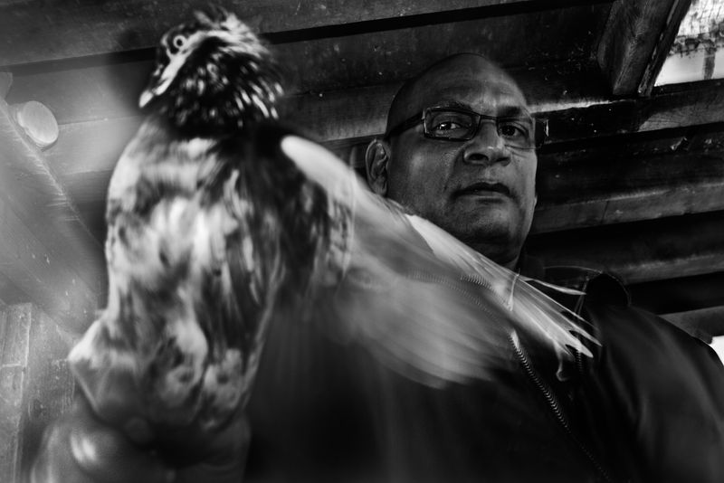 © Bastien Deschamps - Tony the Terminator in the coop on his rooftop in Cypress Hill, Brooklyn, March 25th, 2019