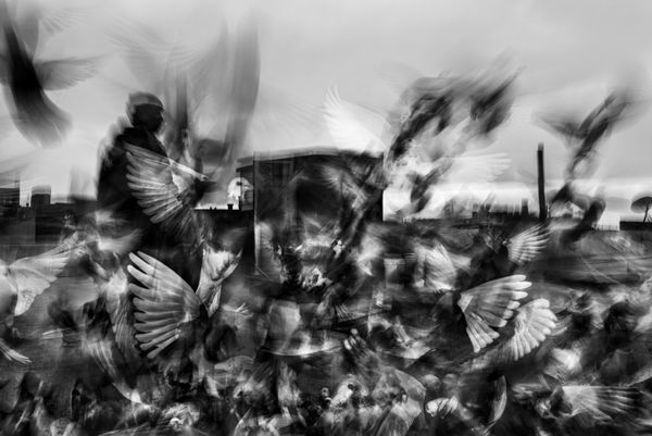 © Bastien Deschamps - Image from the The Pigeons are getting Braver photography project