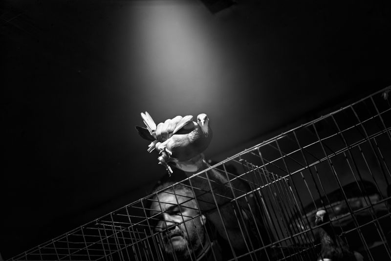 © Bastien Deschamps - Pigeons auction in Jose Cardona's shop in Maspeth, Queens, April 20th 2019