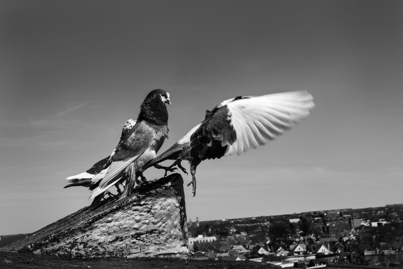 © Bastien Deschamps - Pigeons above the streets of Cypress Hill, Brooklyn April 17th, 2019
