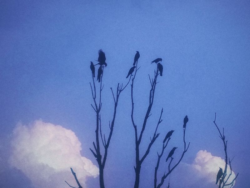 © Janvi Bhardwaj - Image from the ਆਲ੍ਹਣਾ - Nest. Home. photography project