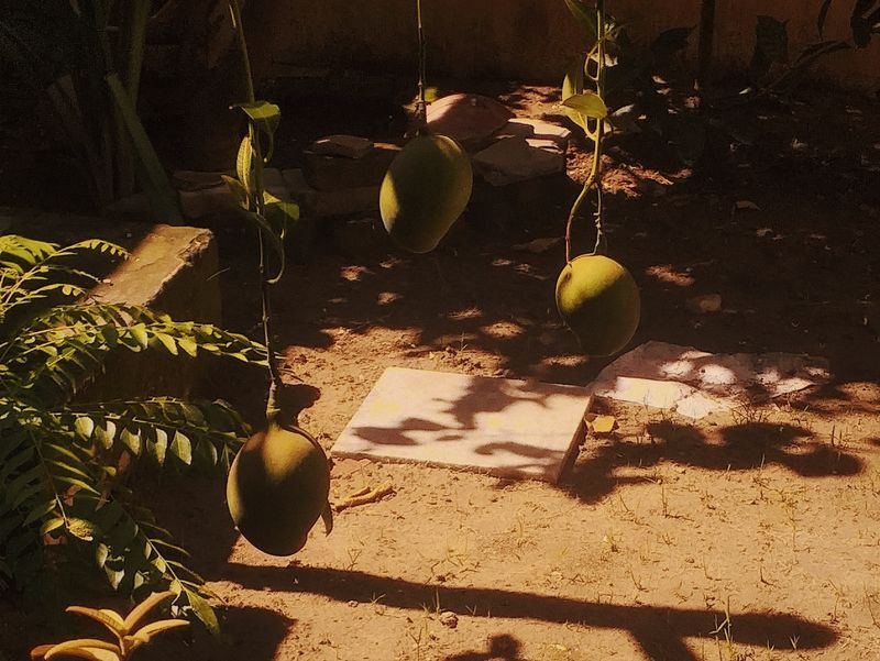 © Janvi Bhardwaj - Image from the ਆਲ੍ਹਣਾ - Nest. Home. photography project