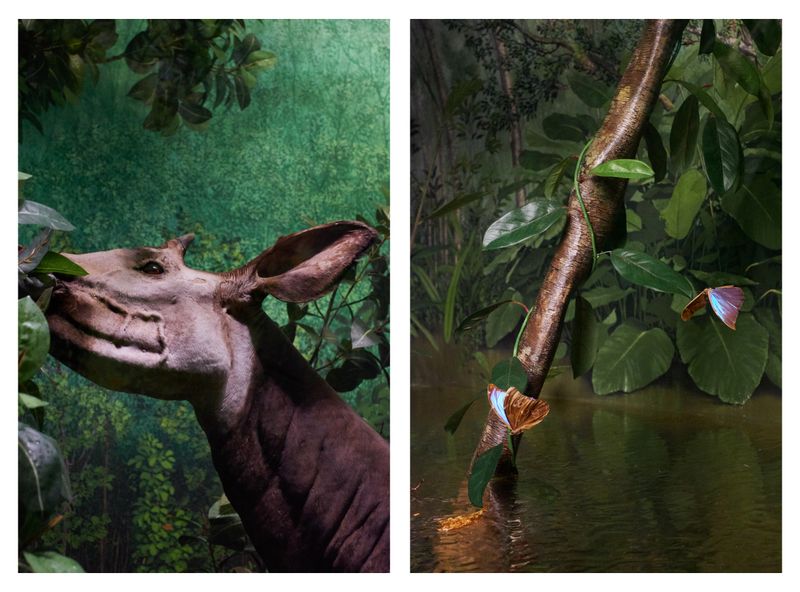 © Clelia Cadamuro - Image from the Animabilia photography project