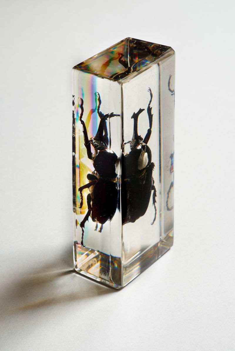 © Clelia Cadamuro - Image from the Animabilia photography project