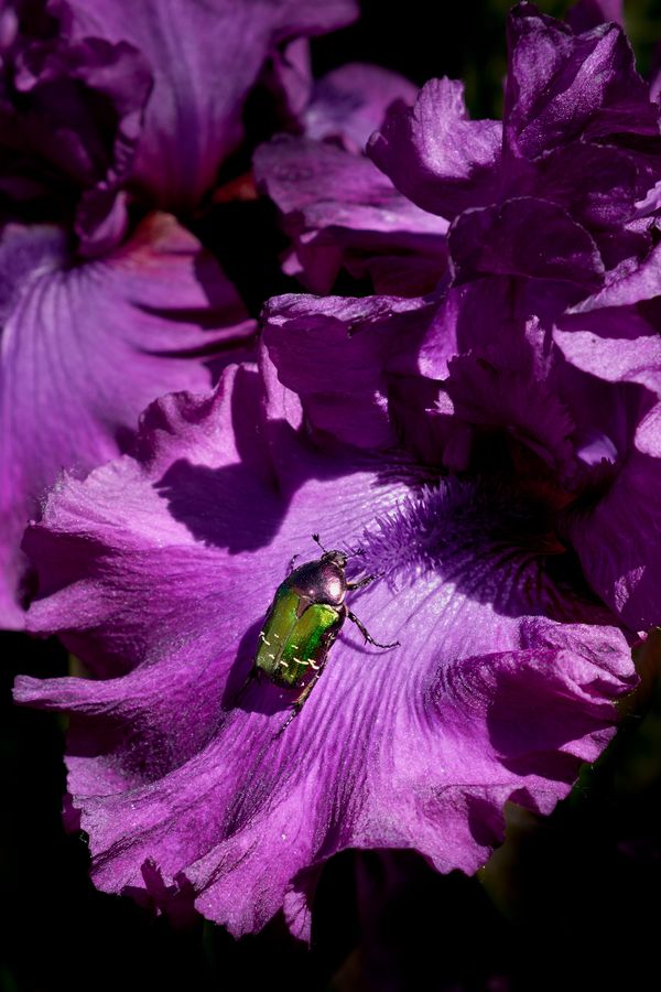 © Clelia Cadamuro - Image from the Animabilia photography project