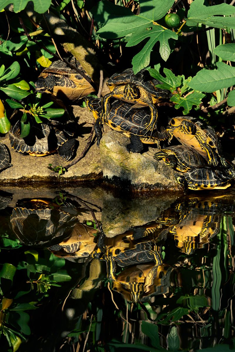 © Clelia Cadamuro - Image from the Animabilia photography project