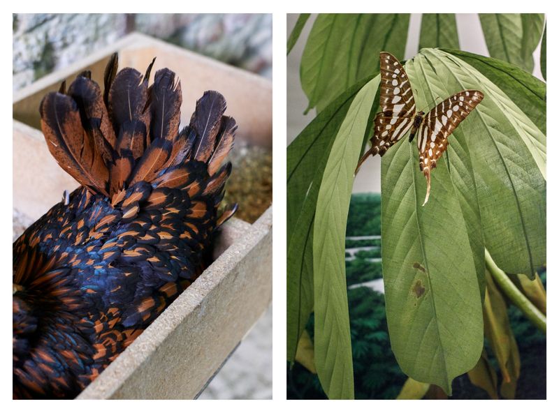 © Clelia Cadamuro - Image from the Animabilia photography project