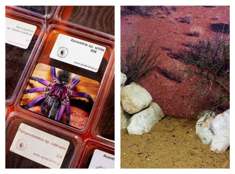 © Clelia Cadamuro - Image from the Animabilia photography project