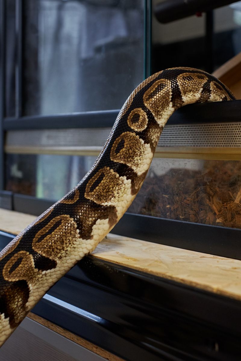 © Clelia Cadamuro - Image from the Animabilia photography project