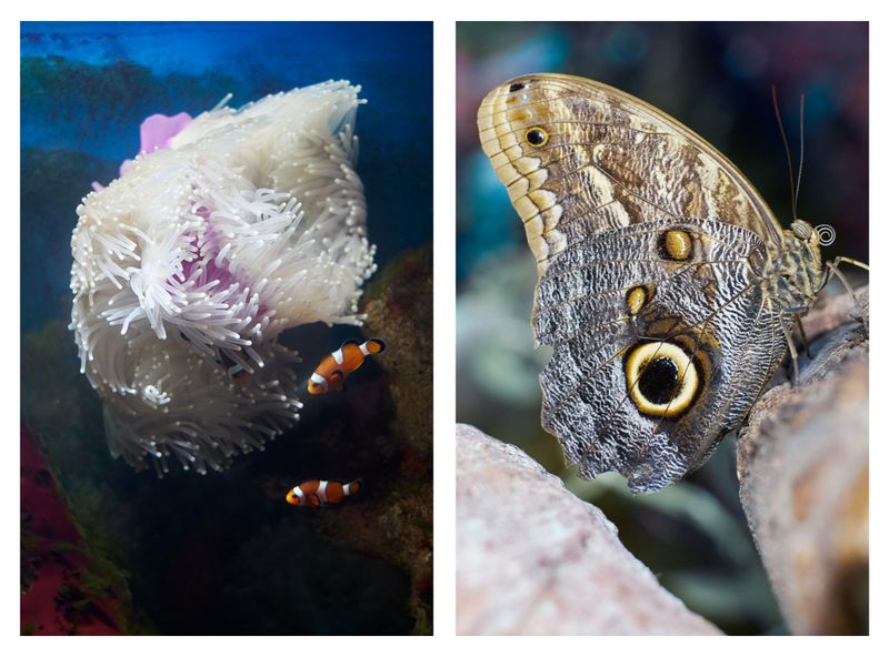 © Clelia Cadamuro - Image from the Animabilia photography project