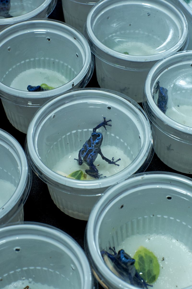 © Clelia Cadamuro - Image from the Animabilia photography project