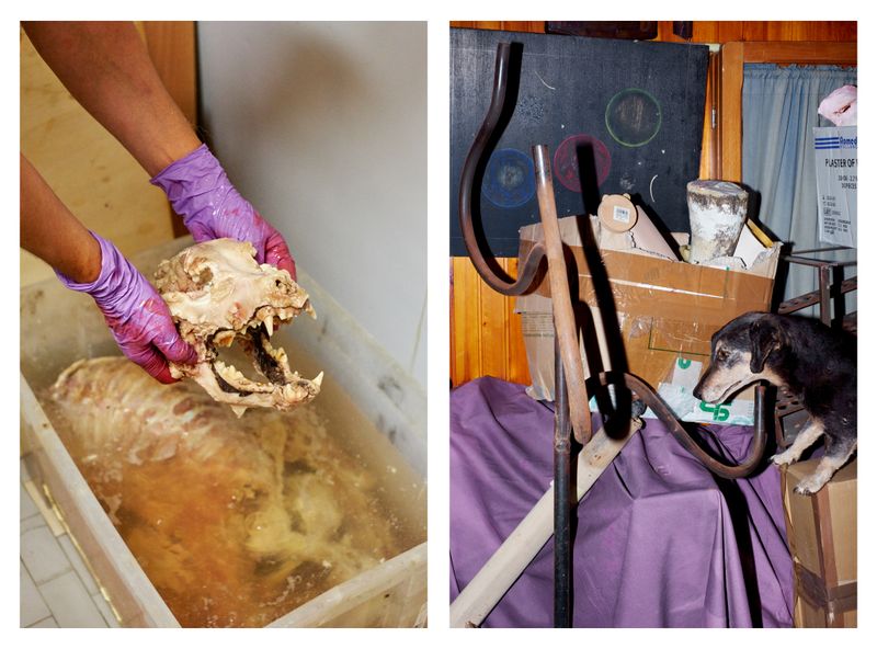 © Clelia Cadamuro - Image from the Animabilia photography project