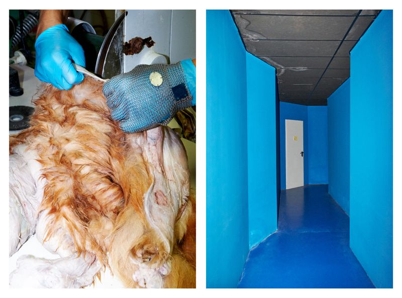 © Clelia Cadamuro - Image from the Animabilia photography project