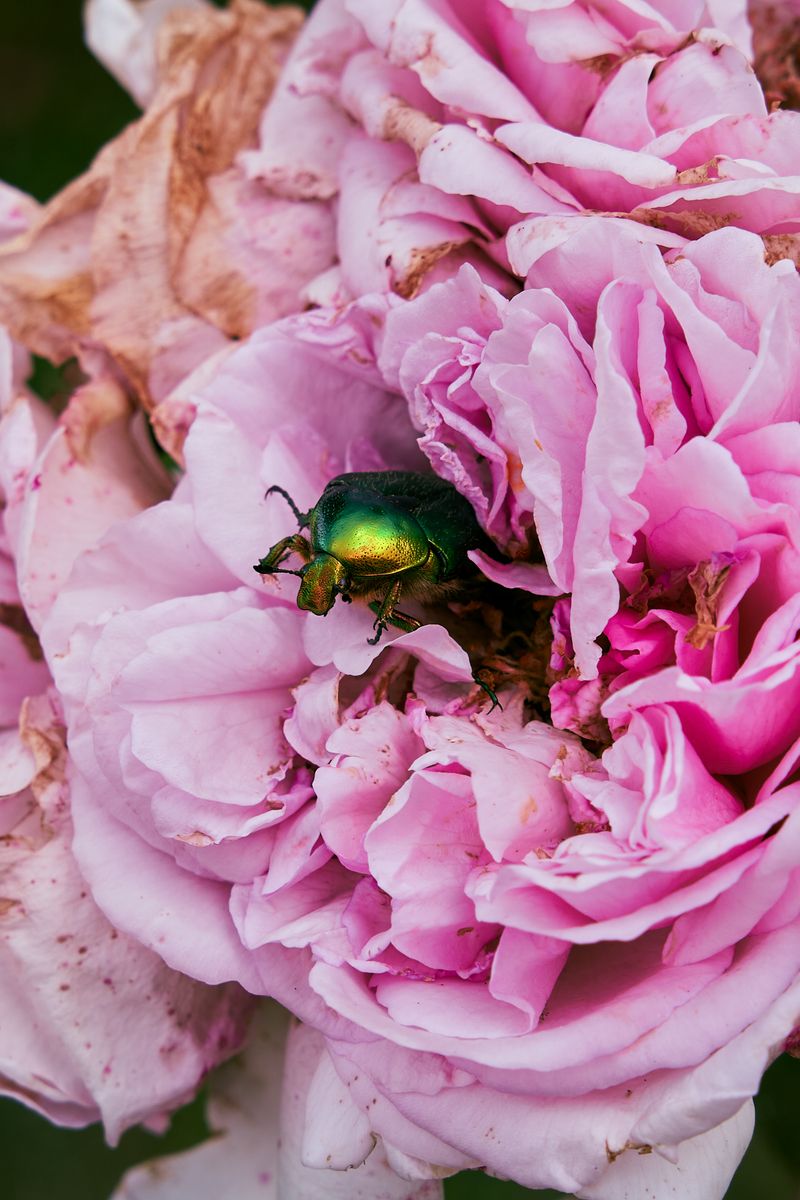 © Clelia Cadamuro - Image from the Animabilia photography project