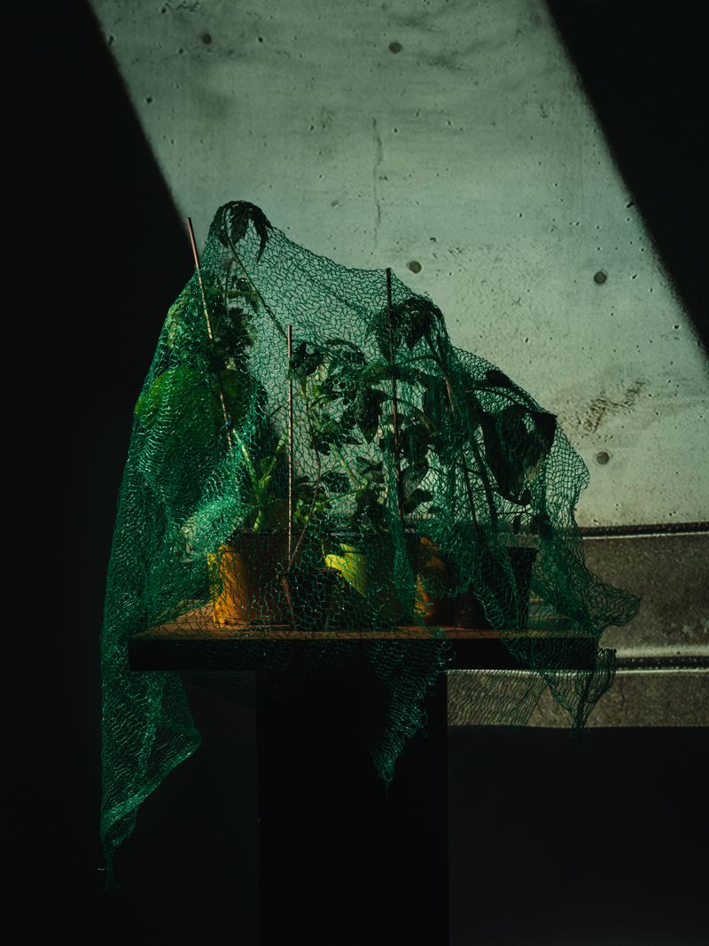 © Klaus Pichler - Image from the A hoax, a prank, an internet scam, an act of agricultural bio-terrorism photography project