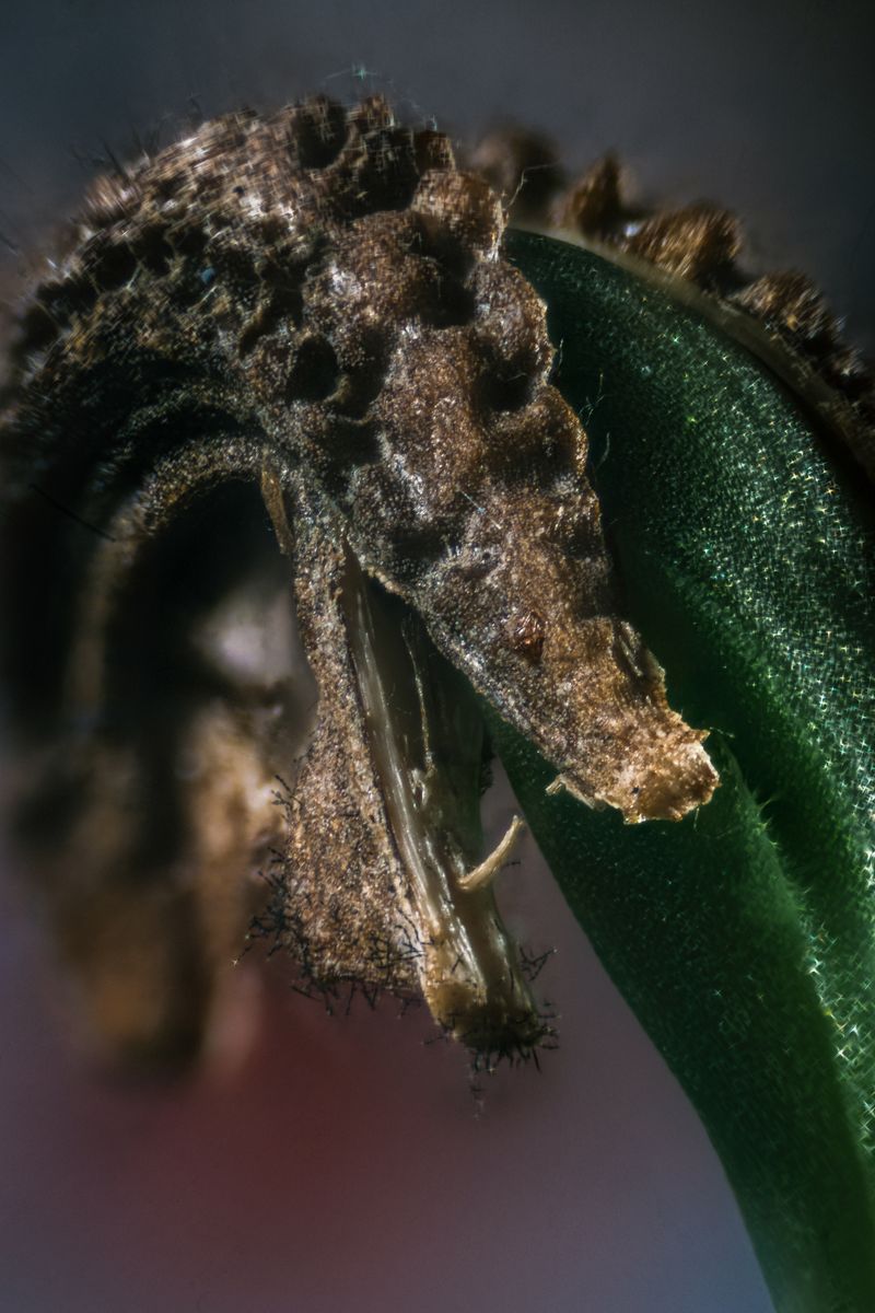 © Klaus Pichler - Image from the A hoax, a prank, an internet scam, an act of agricultural bio-terrorism photography project