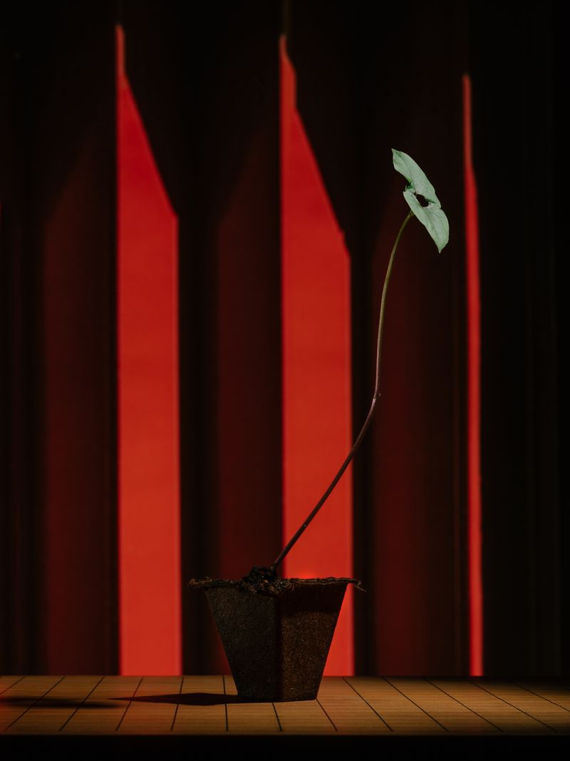 © Klaus Pichler - Image from the A hoax, a prank, an internet scam, an act of agricultural bio-terrorism photography project