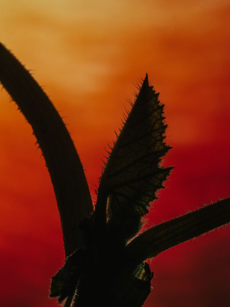 © Klaus Pichler - Image from the A hoax, a prank, an internet scam, an act of agricultural bio-terrorism photography project