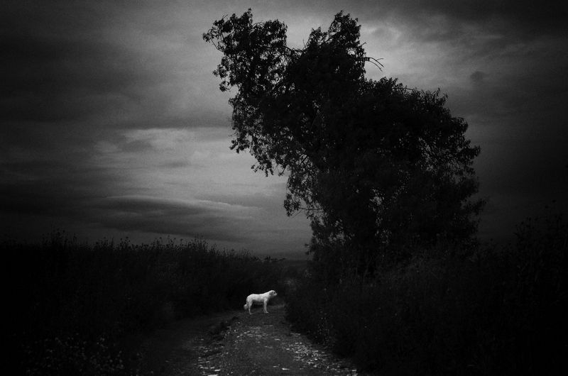 © Stavros Stamatiou - Image from the A raven's dream photography project