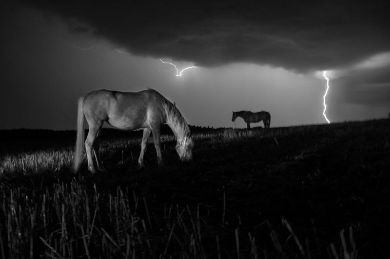 © Stavros Stamatiou - Image from the A raven's dream photography project