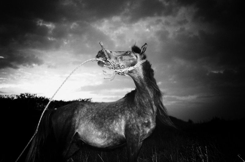 © Stavros Stamatiou - Image from the A raven's dream photography project